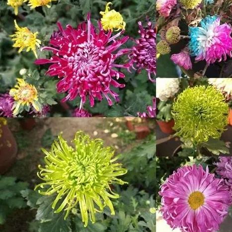 菊花種類 菊花種類