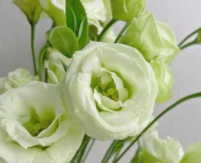 洋桔梗花語綠色