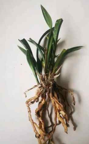 植物爛根原因 植物爛根原因