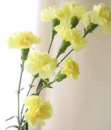 桔梗花語意義 桔梗花語意義