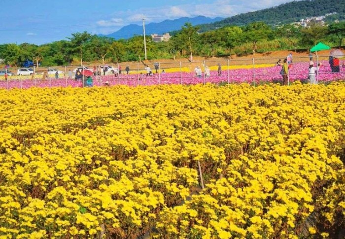白菊黃菊差別 白菊黃菊差別
