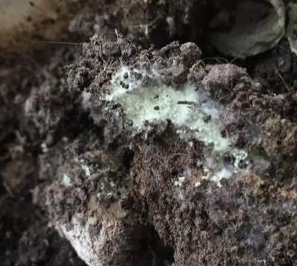 植物霉菌防治 植物霉菌防治