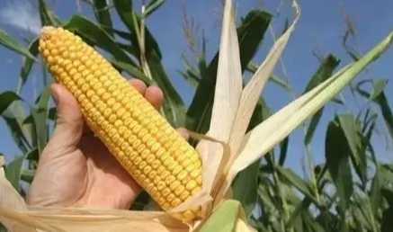 玉米果實種子