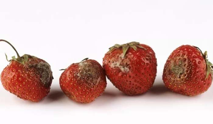 水果堆肥方法 水果堆肥方法