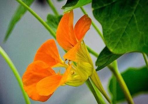 旱金蓮扦插技巧