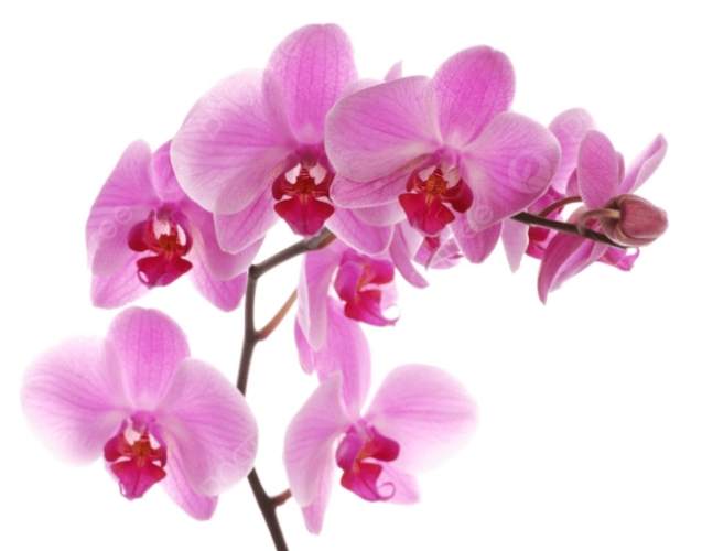 蘭花栽培方法 蘭花栽培方法