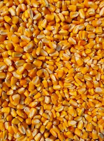 玉米應用 玉米應用