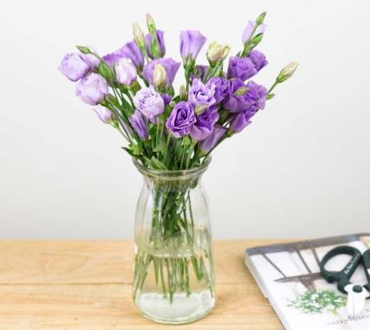 招財植物 招財植物