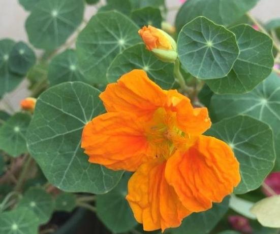 旱金蓮好處 旱金蓮好處