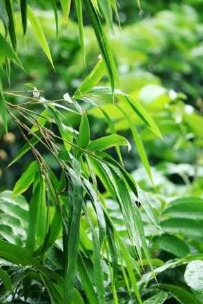 竹子繁殖 竹子繁殖