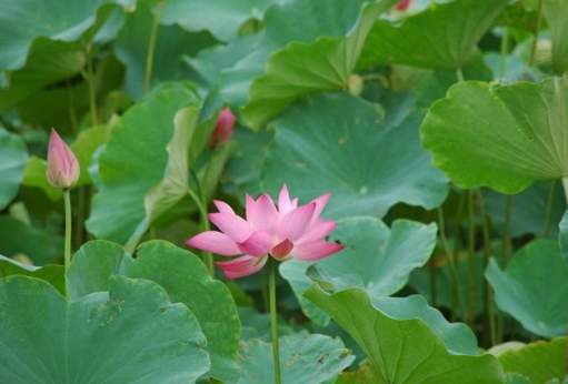 蓮花荷花區別 蓮花荷花區別
