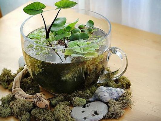 水種植物養護 水種植物養護
