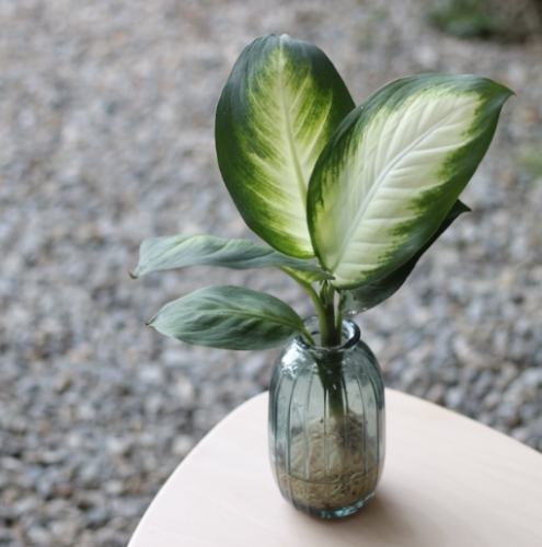 瑪麗安植物養護 瑪麗安植物養護