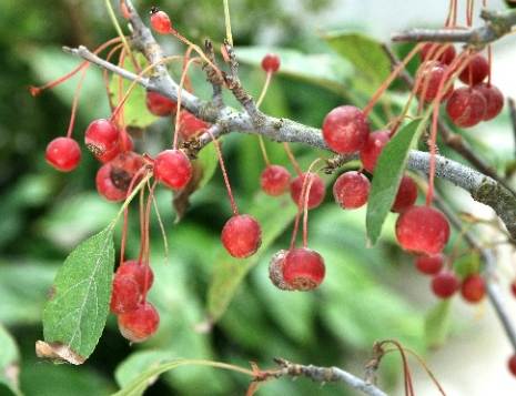 海棠果食用方法