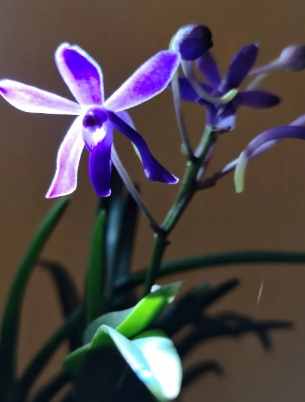 蘭花開花後修剪