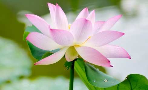 荷花種植 荷花種植