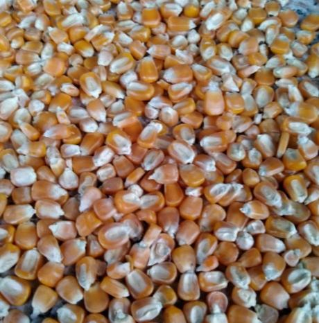 玉米種子選擇 玉米種子選擇