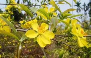 越南黃梅花種植