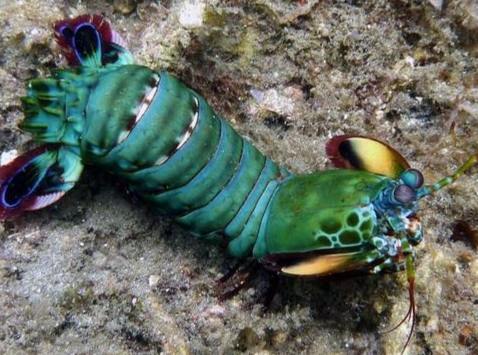 螳螂蝦視覺系統