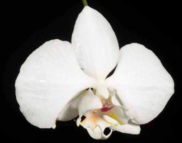 蝴蝶蘭分株 蝴蝶蘭分株