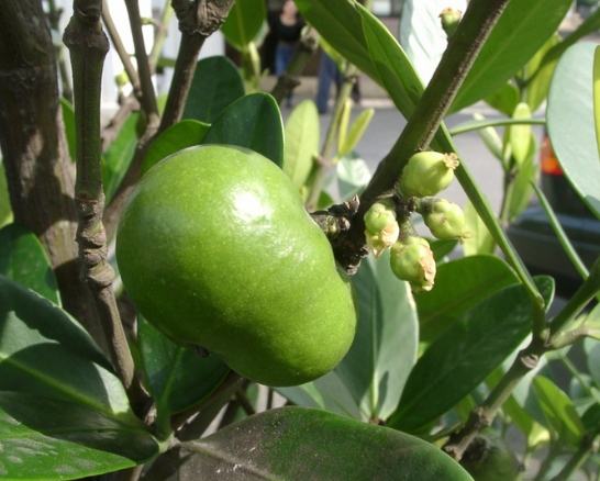 福木栽培方法 福木栽培方法