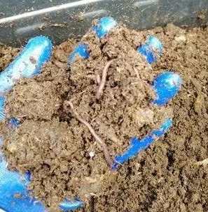 有機肥長蛆處理