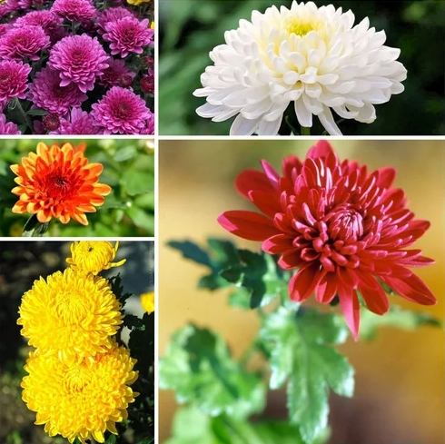 台灣菊花品種 台灣菊花品種