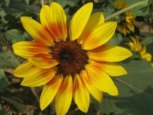 花瓣數量規律 花瓣數量規律