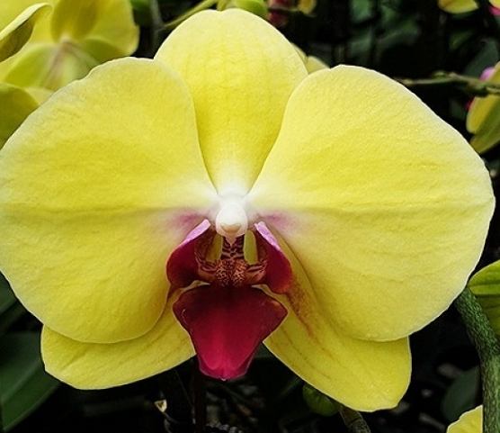 蘭花生根方法 蘭花生根方法