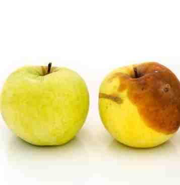 發霉水果肥料 發霉水果肥料