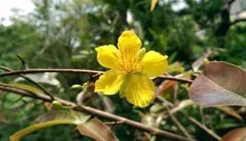 越南黃梅花常見問題