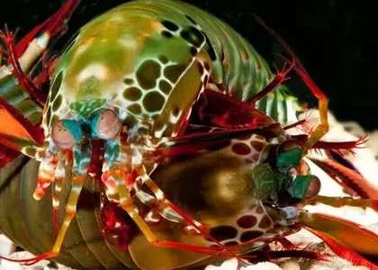 雀尾螳螂蝦飼養 雀尾螳螂蝦飼養