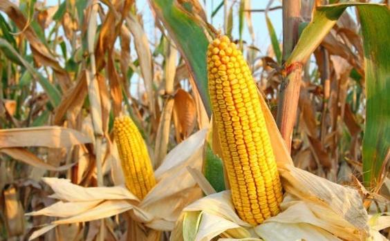玉米好處 玉米好處