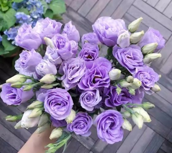 花語思念 花語思念