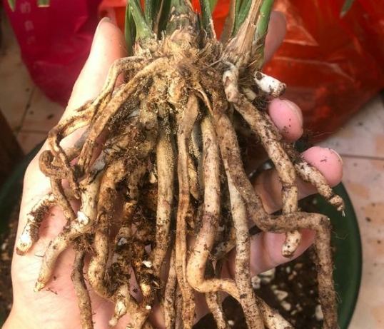 盆栽爛根處理 盆栽爛根處理