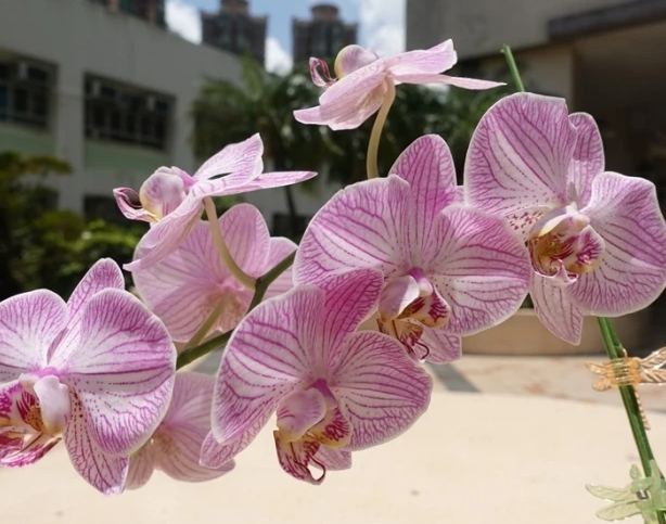 蘭花養護技巧 蘭花養護技巧