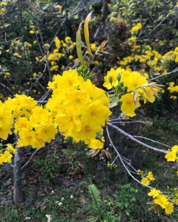 梅花種植技巧 梅花種植技巧