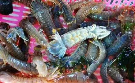 皮皮蝦產季時間