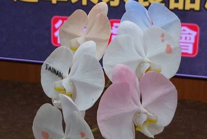 蘭花養護技巧 蘭花養護技巧
