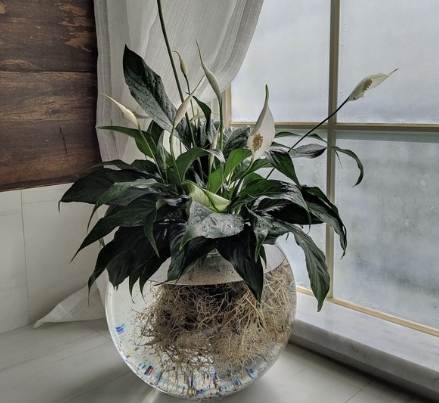 水種植物養護