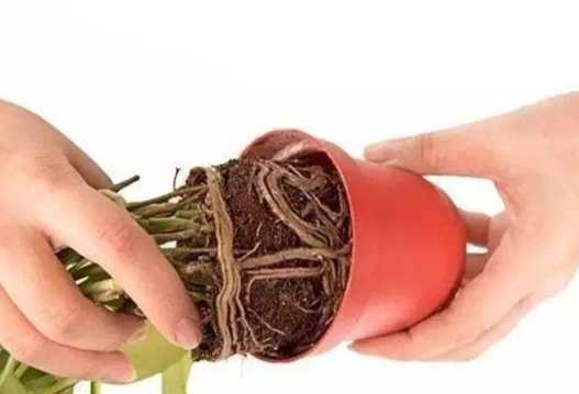 爛根判斷方法 爛根判斷方法