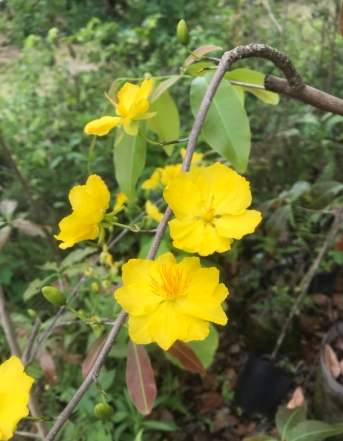 梅花種植技巧 梅花種植技巧