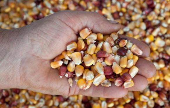 玉米解剖 玉米解剖