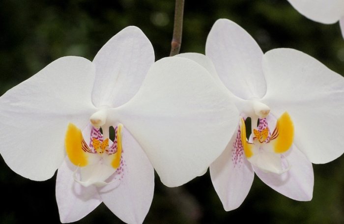 蝴蝶蘭分株 蝴蝶蘭分株