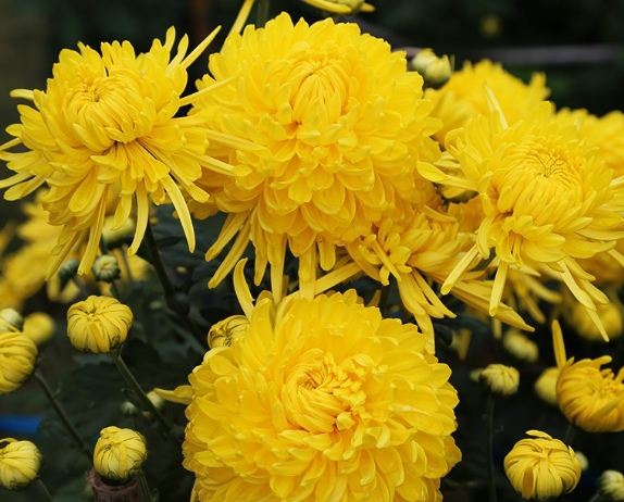 白菊黃菊區分 白菊黃菊區分