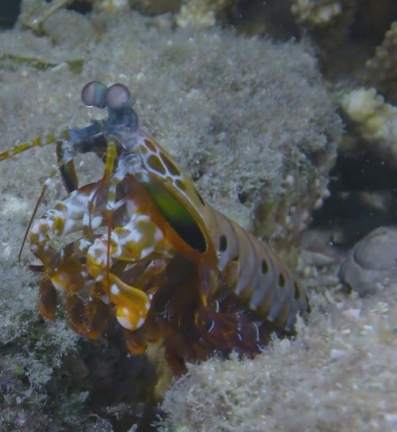 螳螂蝦螃蟹区别 螳螂蝦螃蟹区别