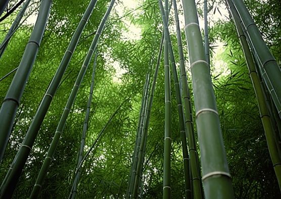 竹子樹風水 竹子樹風水