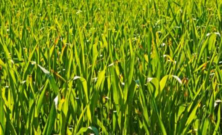 禾本科作物重要性