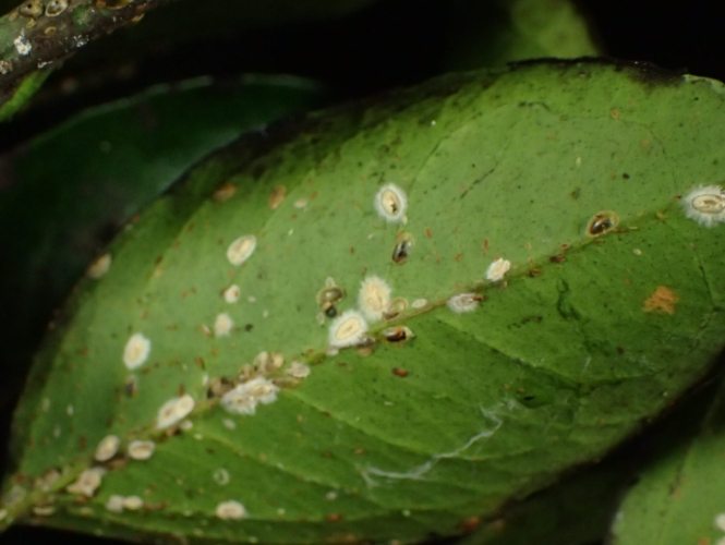 根粉介殼蟲防治 根粉介殼蟲防治