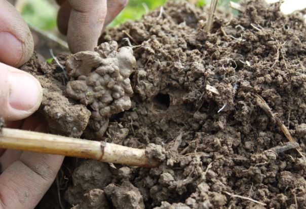 有機肥生蟲預防